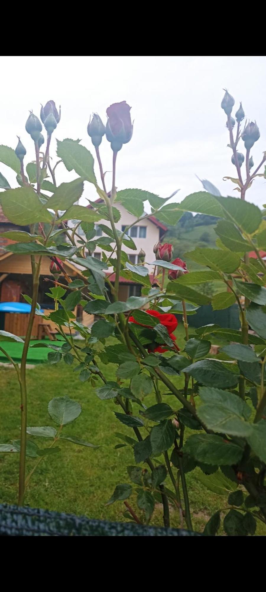 Hotel Popasul Drumetului Transfagarasan Curtea de Argeş Zewnętrze zdjęcie